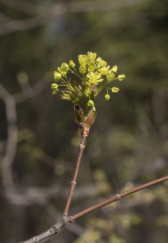 Image of Acer platanoides specimen.