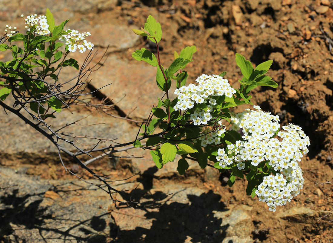 Изображение особи Spiraea turczaninowii.