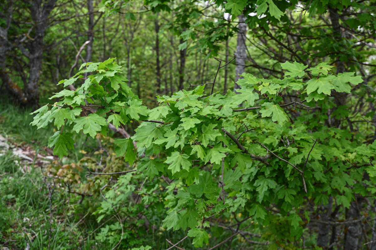 Image of Acer campestre specimen.