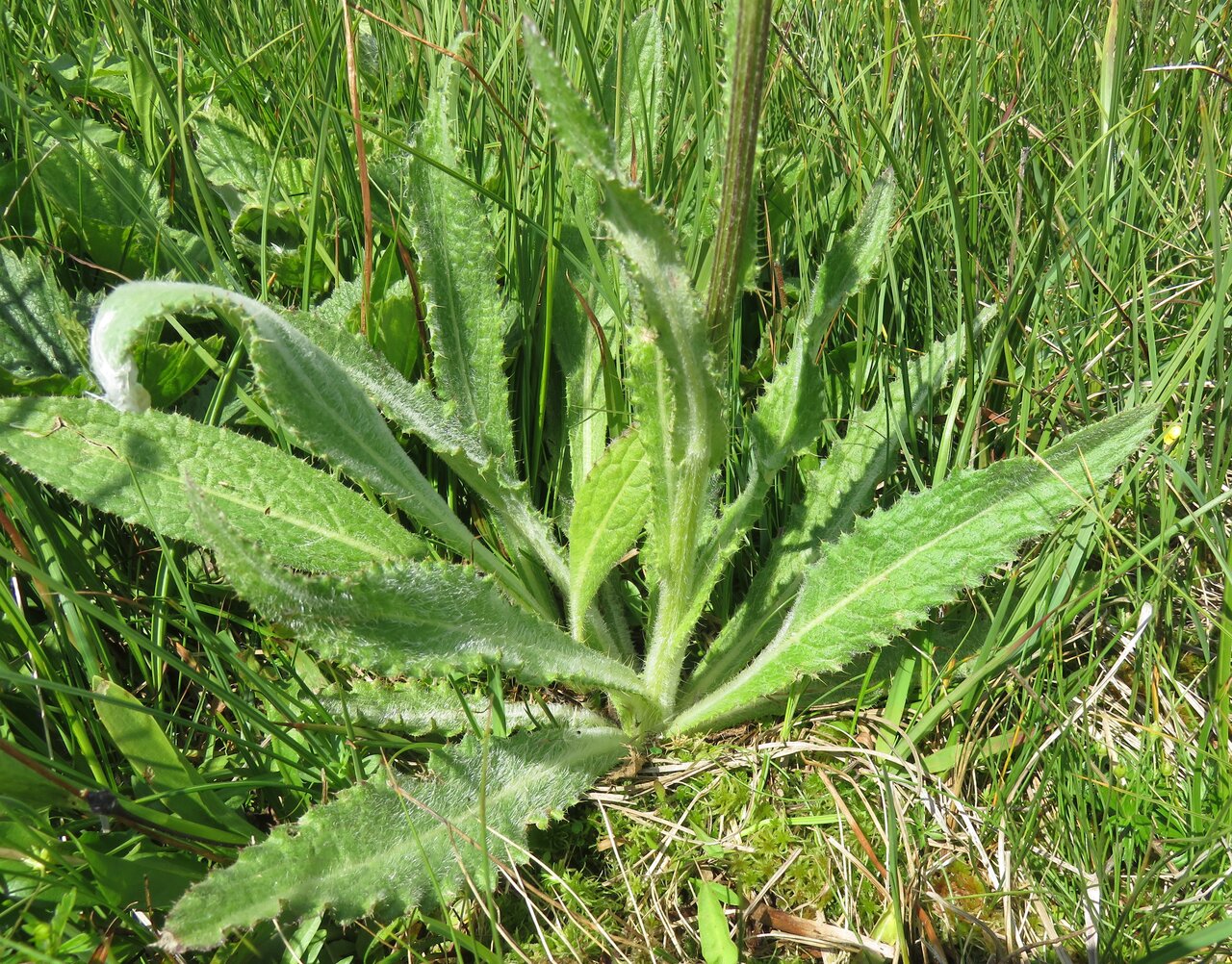 Image of Cirsium heterotrichum specimen.