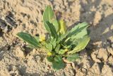 Amberboa turanica. Цветущее растение. Узбекистан, Бухарская обл., окр. оз. Тудакуль, закреплённые пески. 4 мая 2022 г.