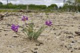 Oxytropis hailarensis. Цветущее и плодоносящее растение. Приморский край, Ханкайский р-н, окр. с. Турий Рог, прибрежная песчаная терраса между российской и китайской границами. 26.06.2022.