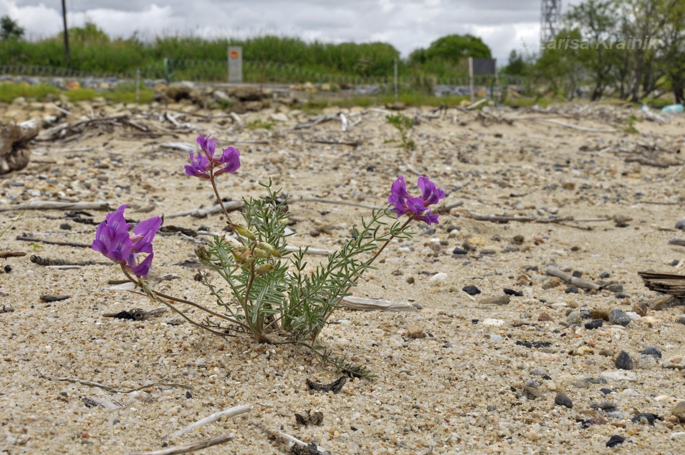 Изображение особи Oxytropis hailarensis.