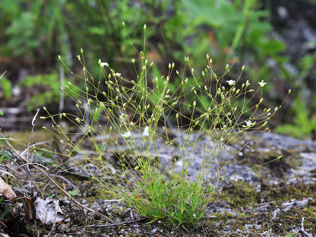 Image of Minuartia gracilipes specimen.