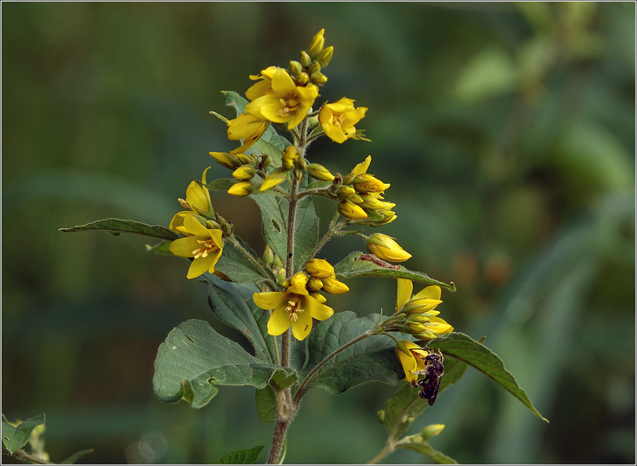 Image of Lysimachia vulgaris specimen.