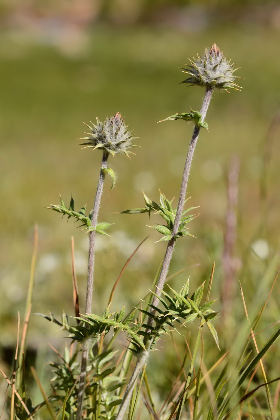 Image of Cousinia bonvalotii specimen.