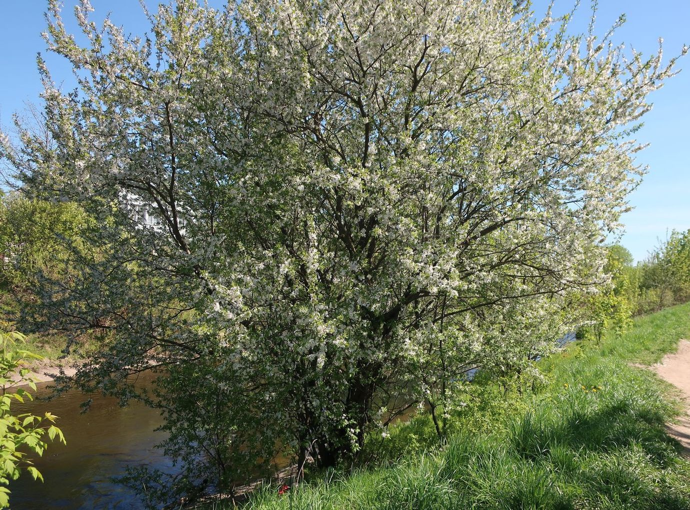 Изображение особи род Prunus.