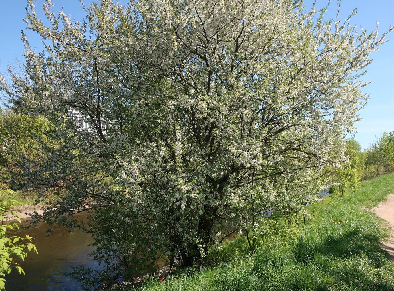 Image of genus Prunus specimen.