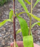 Смотреть изображение Solidago × niederederi