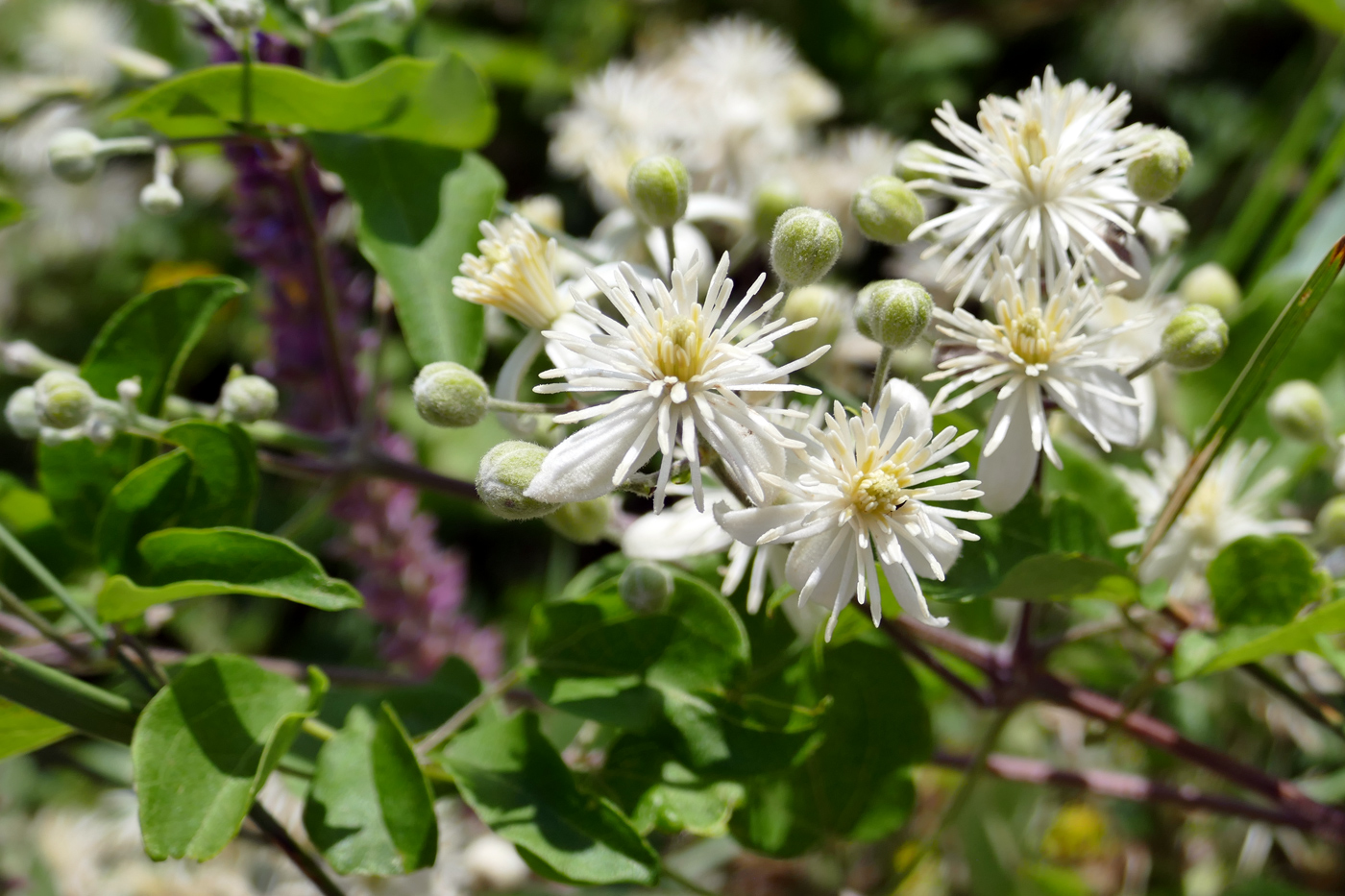 Image of Clematis vitalba specimen.