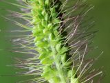 Setaria faberi