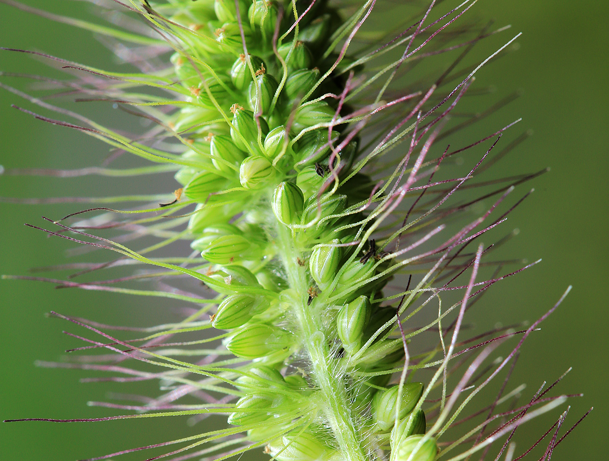 Image of Setaria faberi specimen.