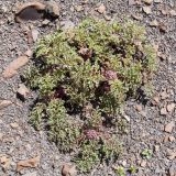 Scrophularia ruprechtii