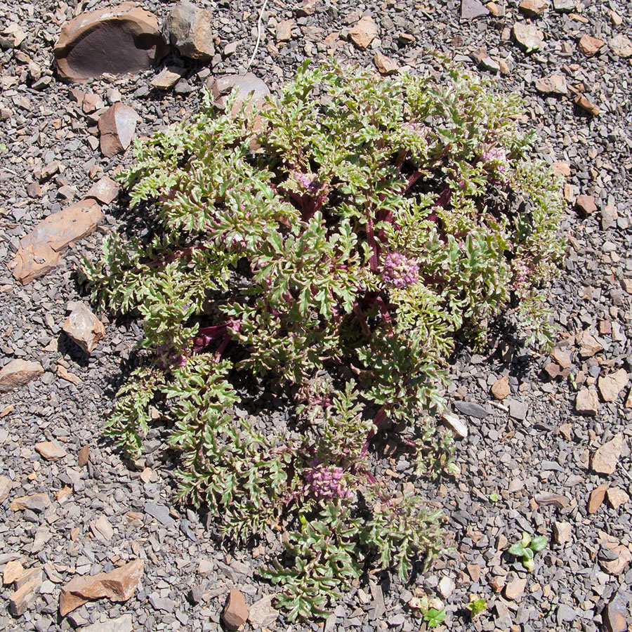 Image of Scrophularia ruprechtii specimen.