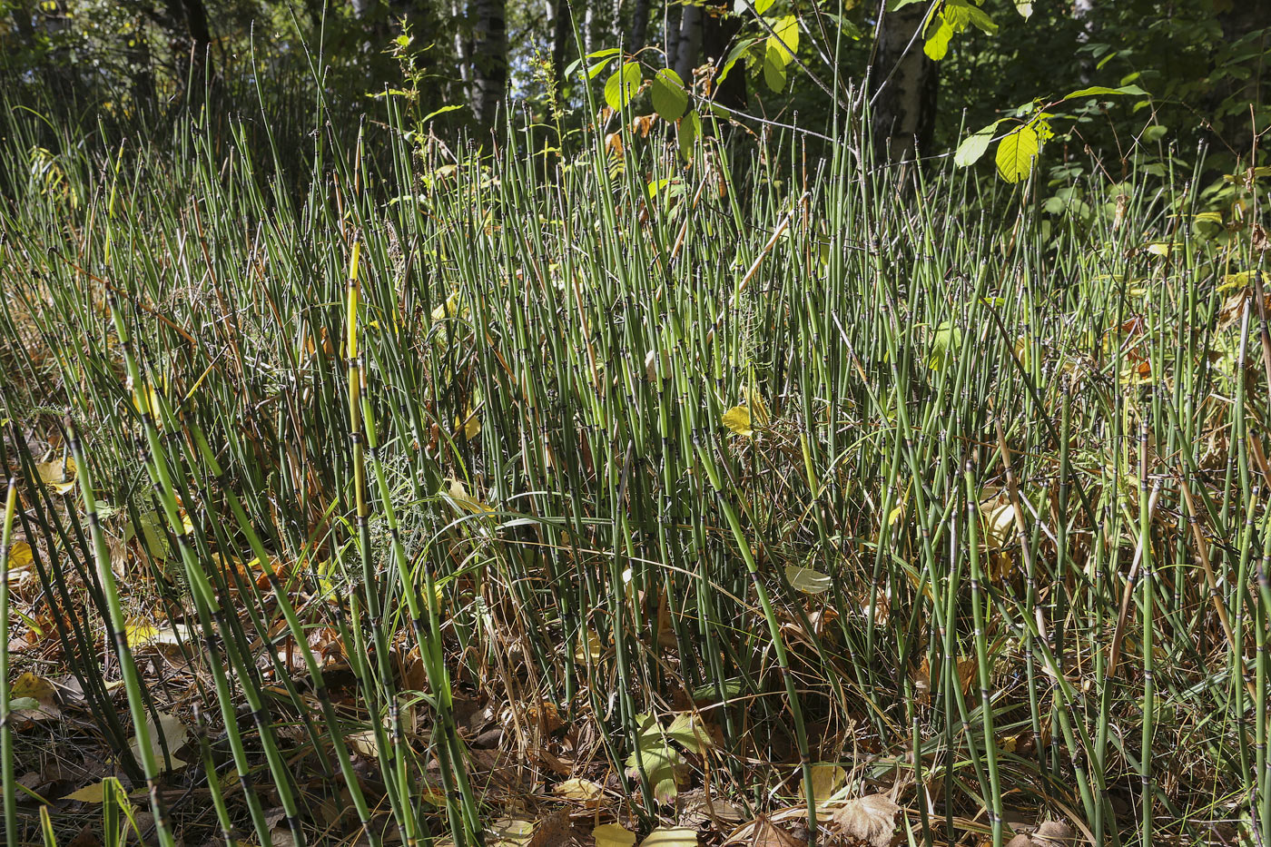 Изображение особи Equisetum hyemale.