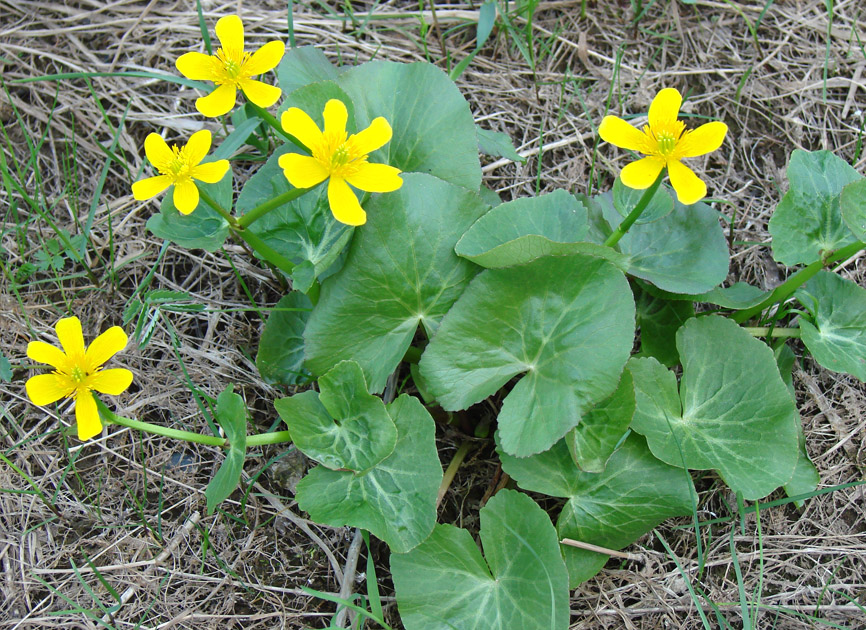 Изображение особи Caltha palustris.