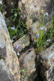 Campanula rotundifolia. Цветущее и молодые вегетирующие растения в замшелых расщелинах камня в сообществе со злаками. Мурманская обл., Кольский р-н, долина р. Западная Лица ниже автодороги А138 Мурманск — Печенга, 4-й падун, скала в русле реки. 02.08.2022.