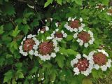 Viburnum sargentii