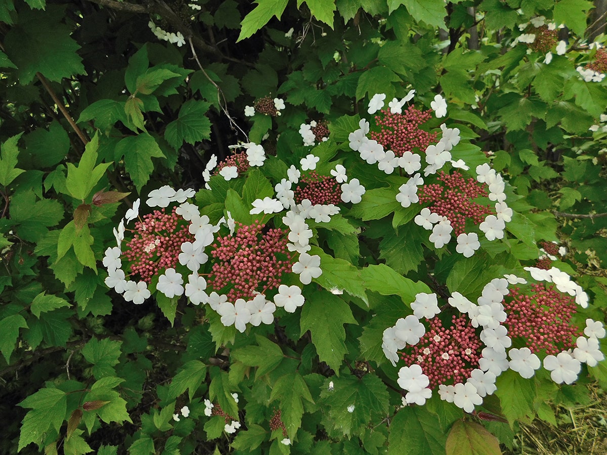 Image of Viburnum sargentii specimen.