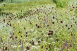 Allium sphaerocephalon