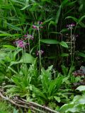 Primula secundiflora