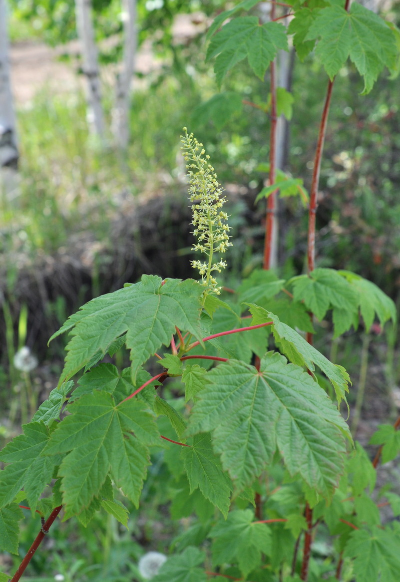 Image of Acer ukurunduense specimen.