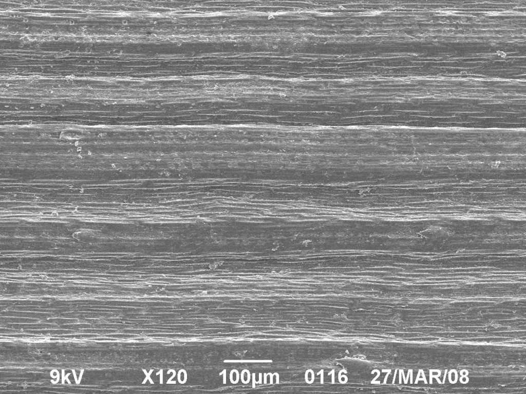 Image of Achnatherum bromoides specimen.