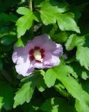 Hibiscus syriacus. Цветок и листья. Владикавказ, в озеленении. 03.07.2022.