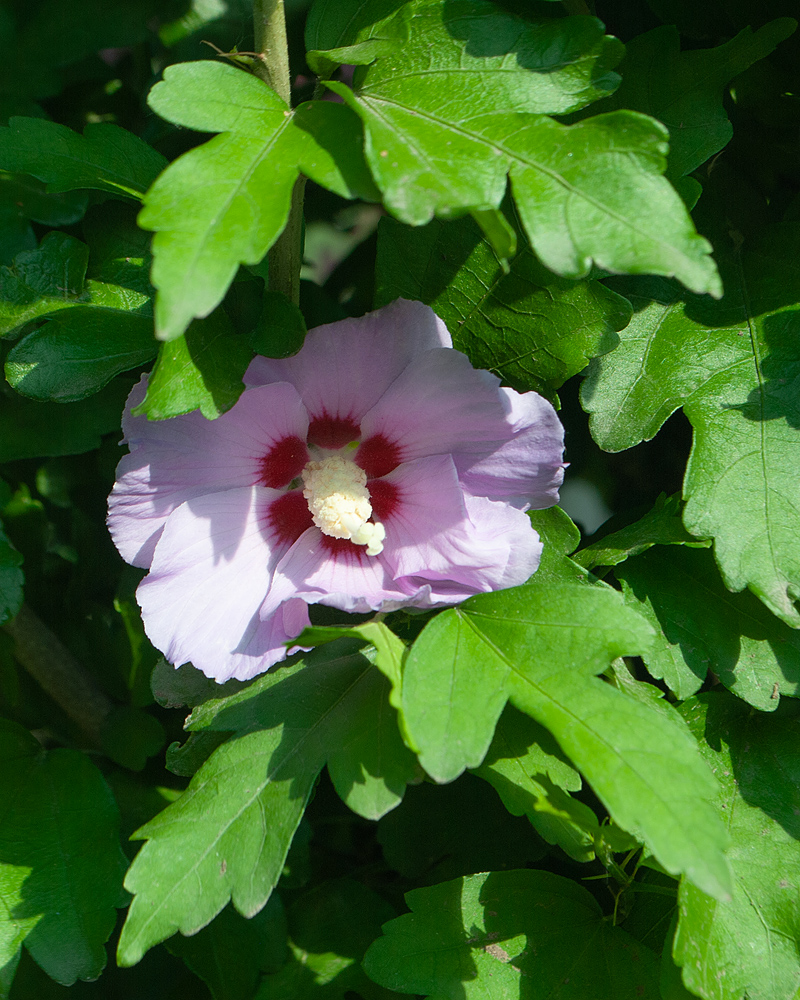 Image of Hibiscus syriacus specimen.