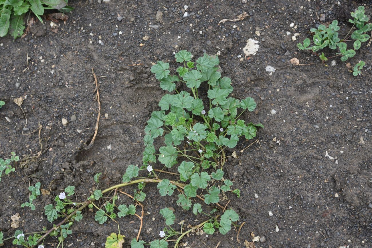 Изображение особи Malva neglecta.