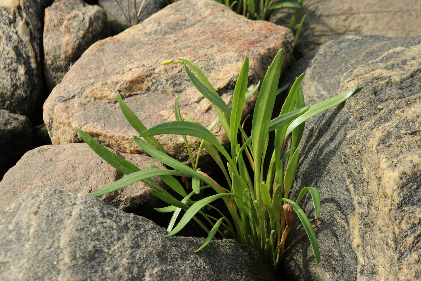 Изображение особи Tripolium pannonicum ssp. tripolium.