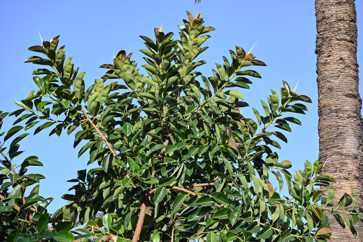 Image of Ficus elastica specimen.