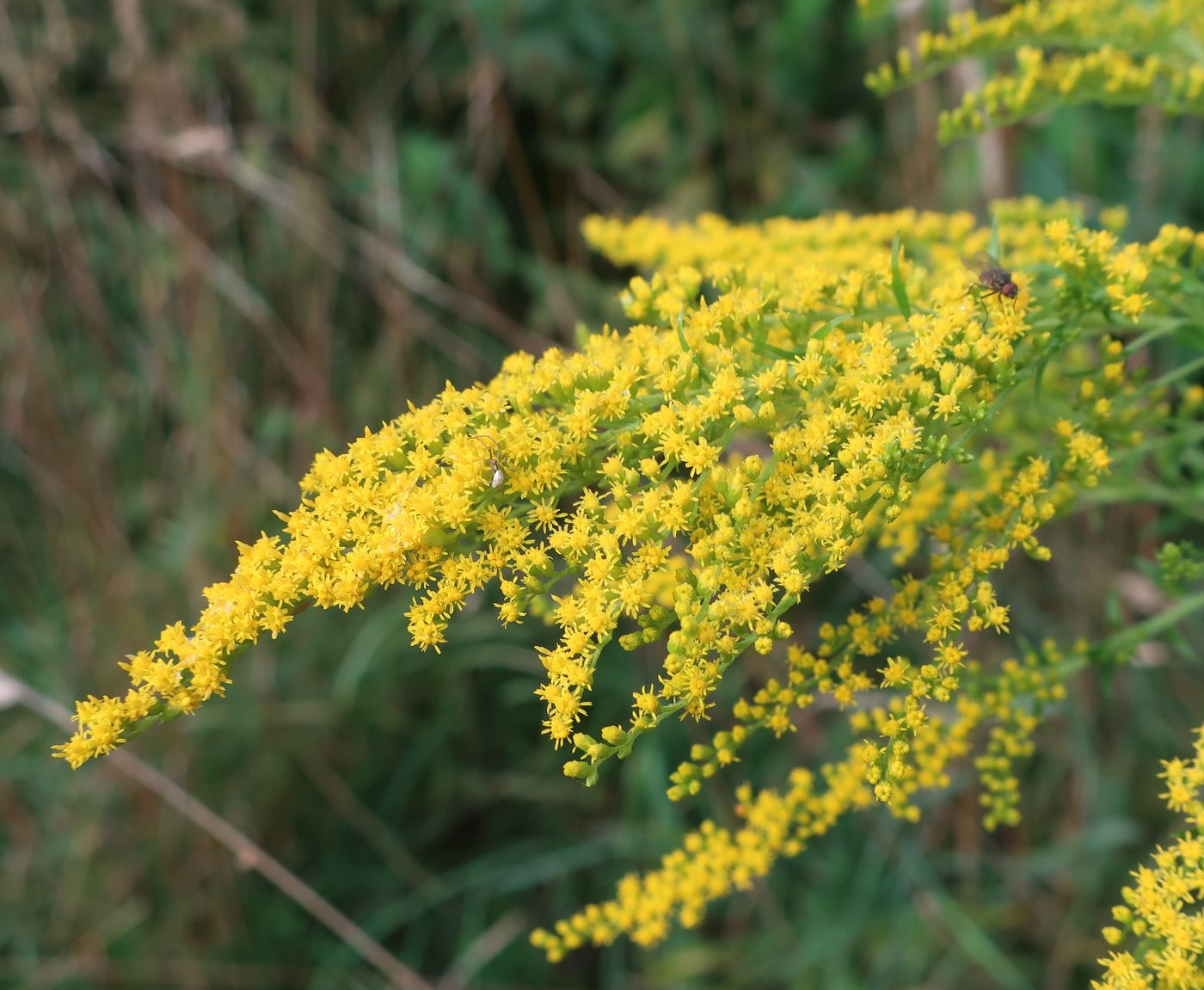Image of Solidago canadensis specimen.