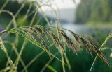 Deschampsia cespitosa. Соцветие в каплях росы. Пермский край, Чусовской городской округ, окр. пос. Мыс, долина р. Усьва, заросшая Poaceae береговая терраса. 10 июля 2022 г.