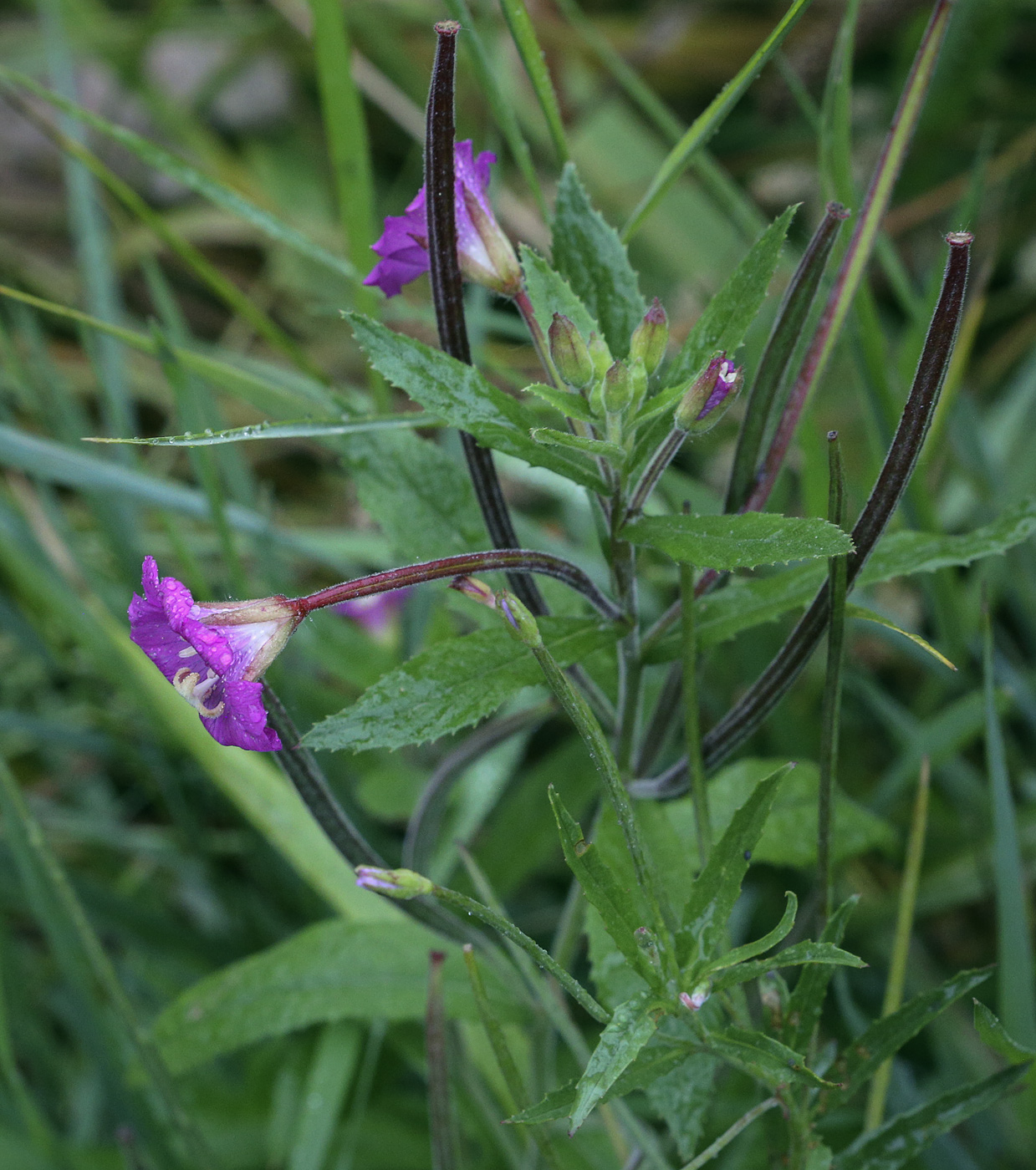 Изображение особи Epilobium hirsutum.