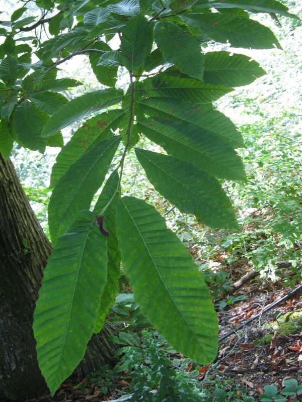 Изображение особи Castanea sativa.