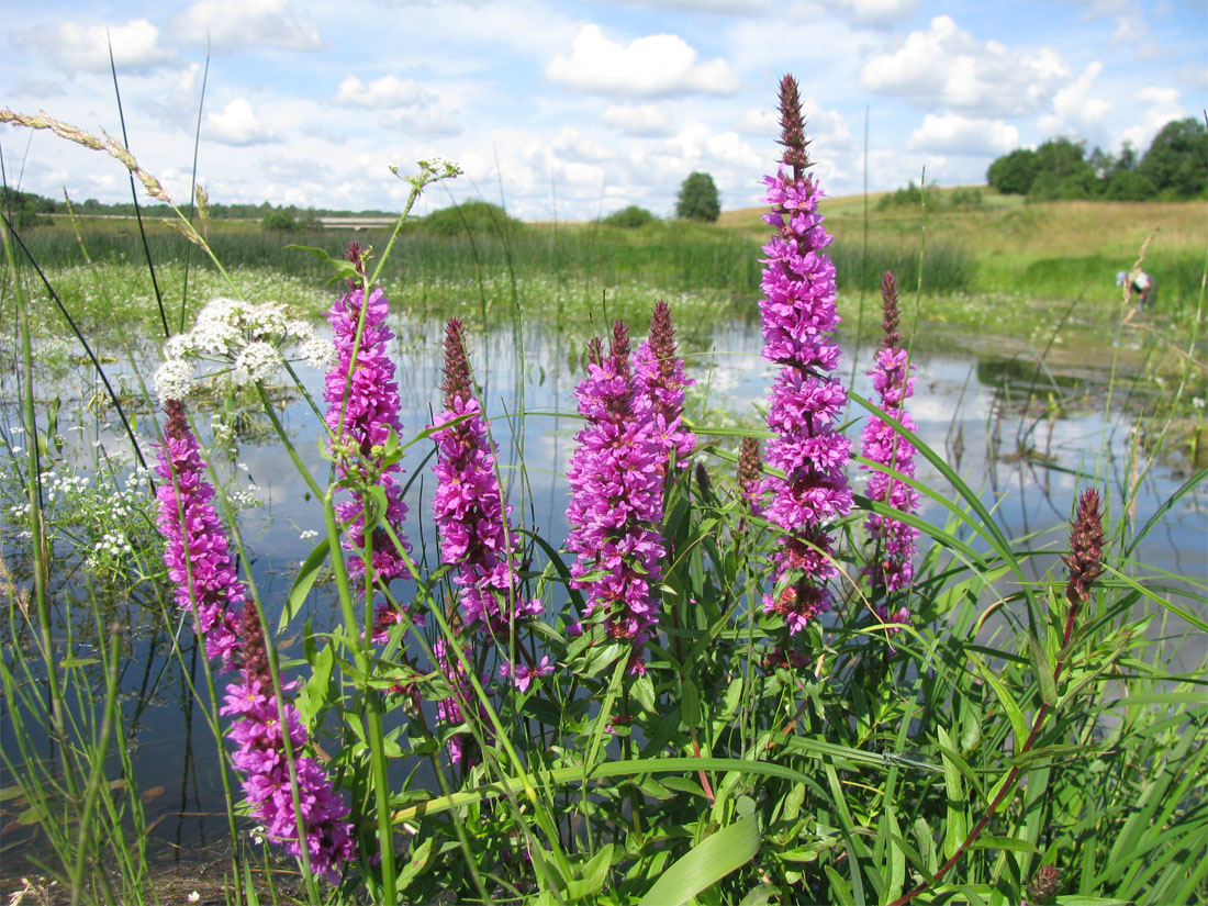 Image of Lythrum salicaria specimen.