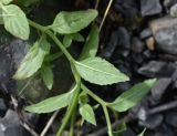 Epilobium montanum. Часть побега (видны абаксиальные поверхности листьев). Республика Ингушетия, Джейрахский р-н, окр. альплагеря \"Кязи\", выс. 2070 м н.у.м, берег ручья. 23 июля 2022 г.