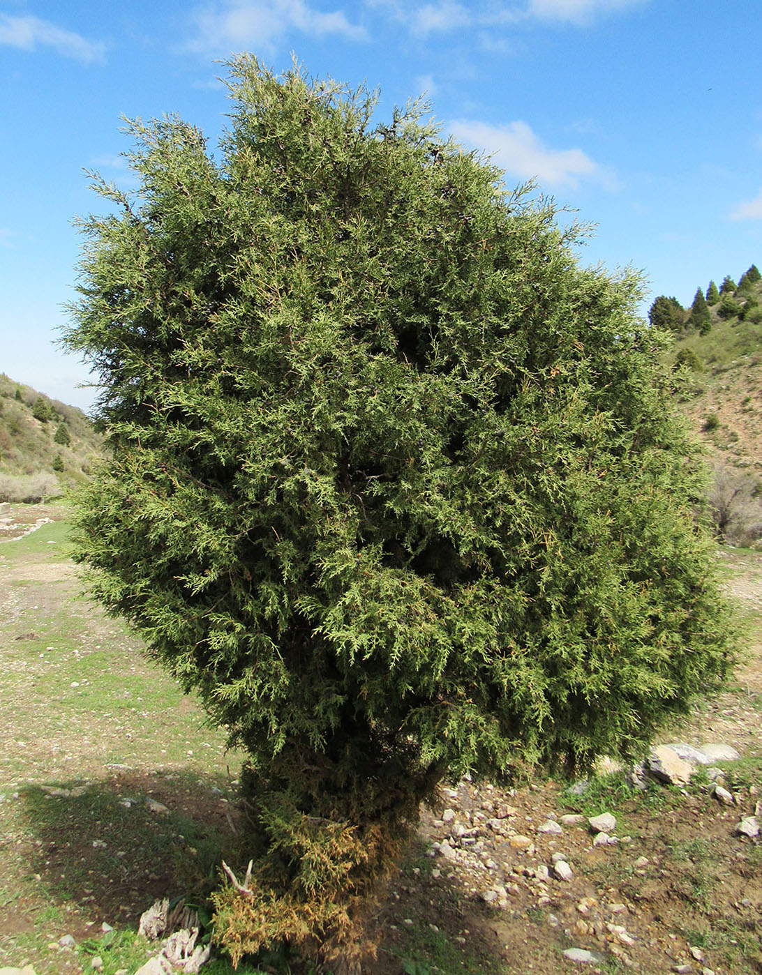 Изображение особи Juniperus seravschanica.