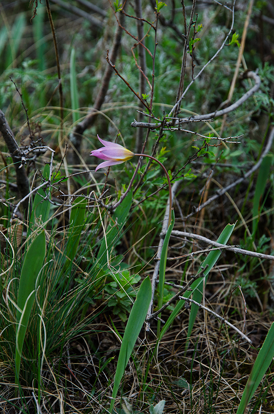 Изображение особи Tulipa biebersteiniana.