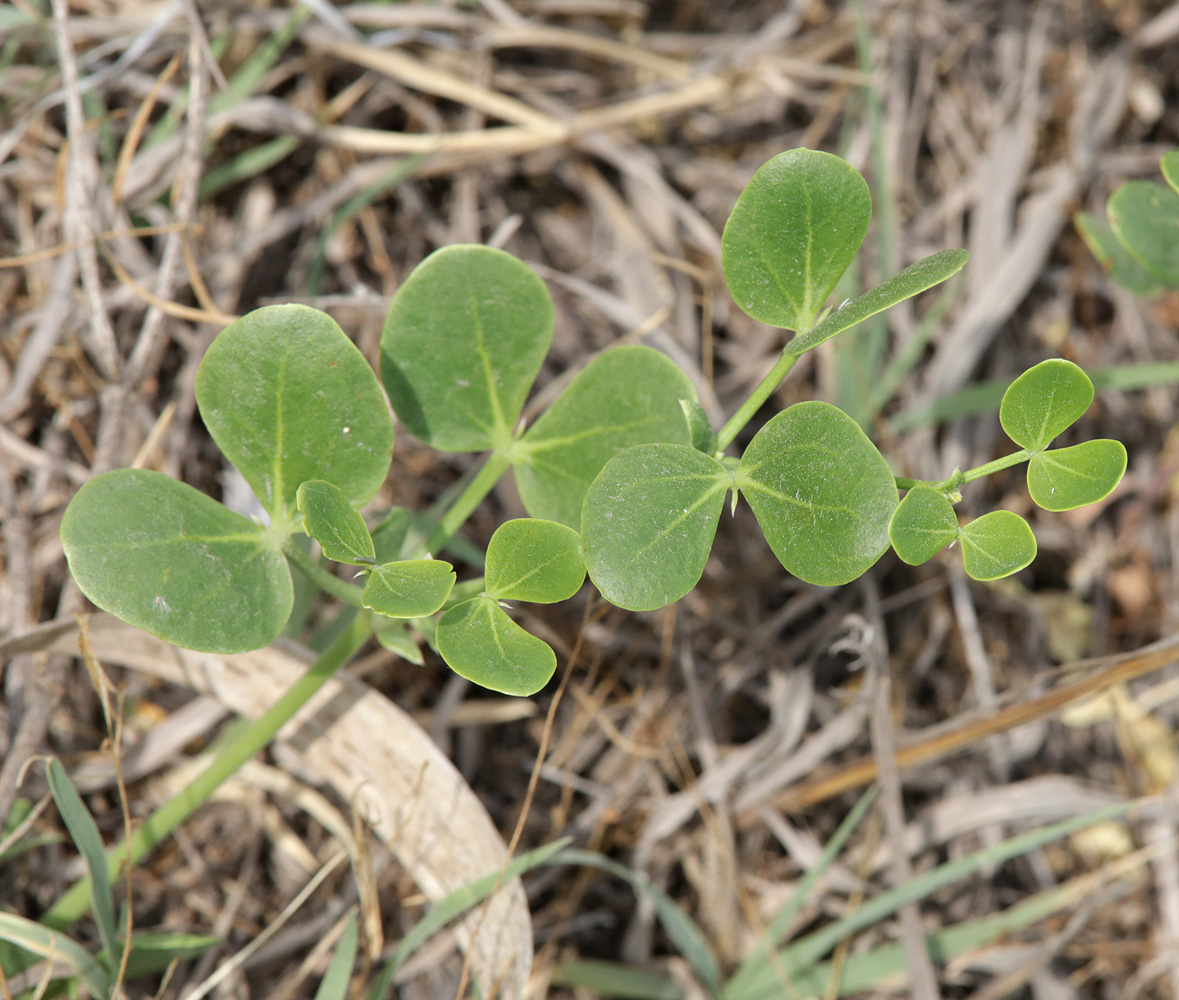Изображение особи Zygophyllum miniatum.