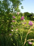 Malva thuringiaca