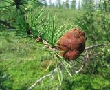 Larix sukaczewii. Ветка с молодой шишкой. Полярный Урал, долина р. Лагорта-Ю. 16.07.2007.