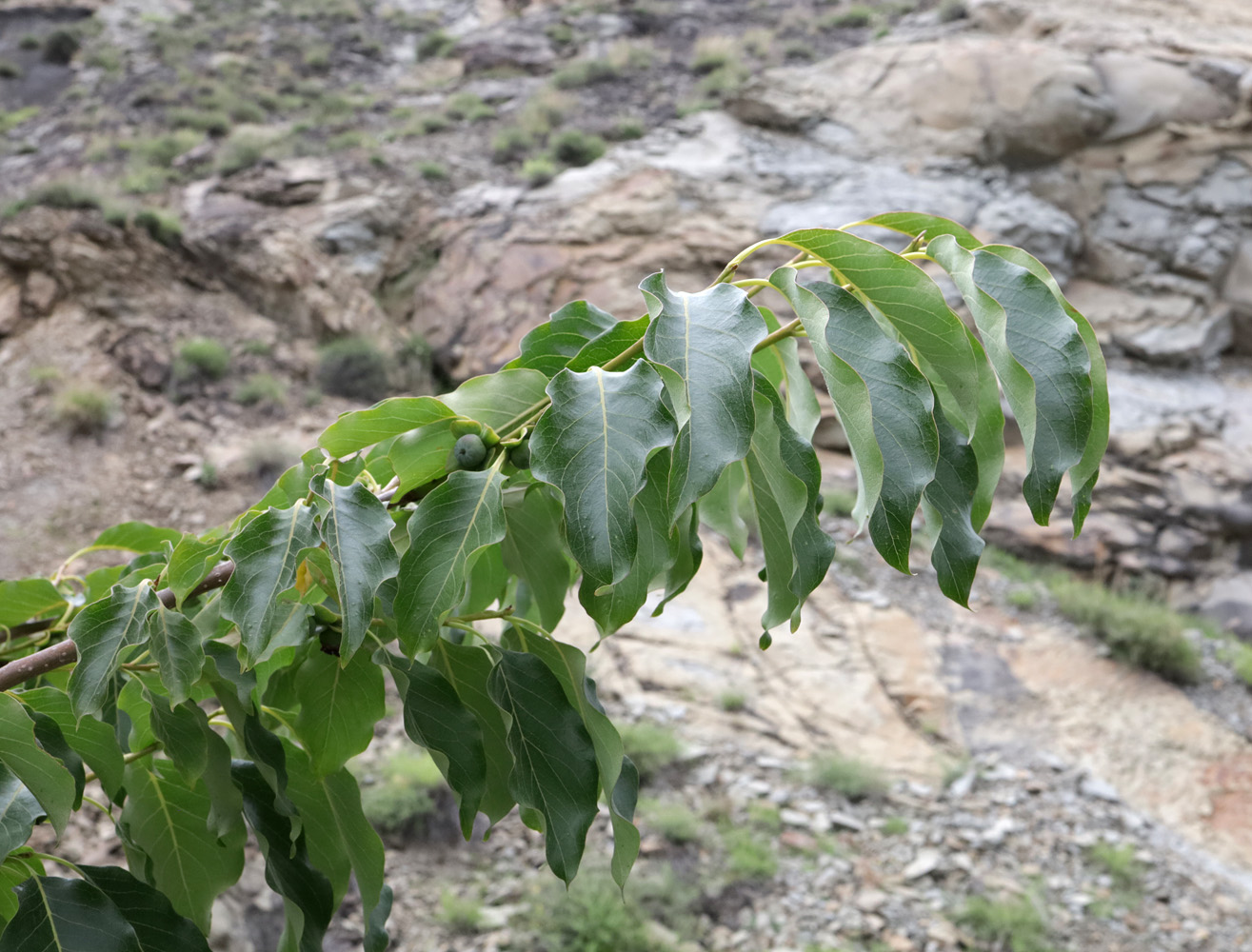 Image of Diospyros lotus specimen.