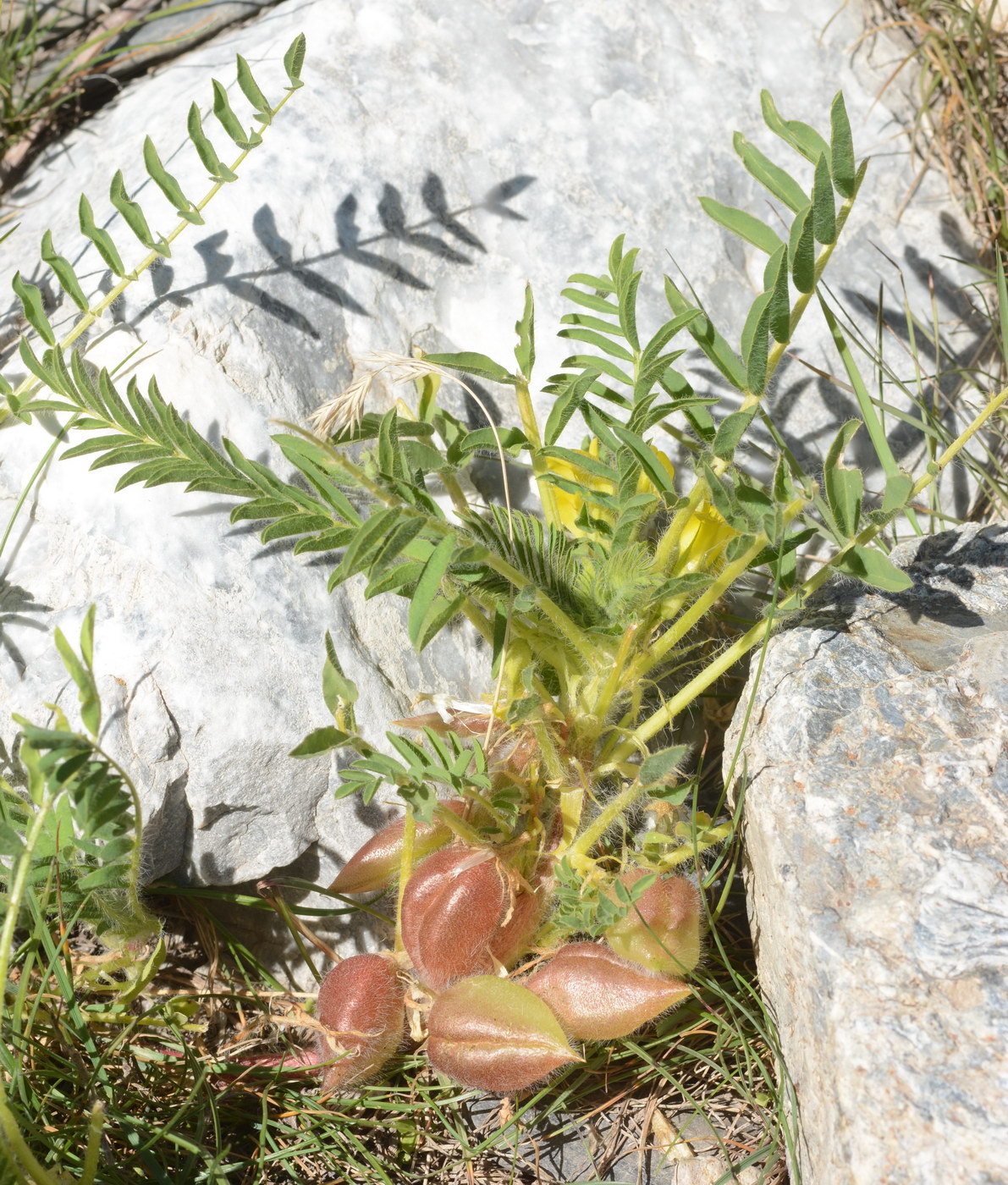 Изображение особи Astragalus lithophilus.