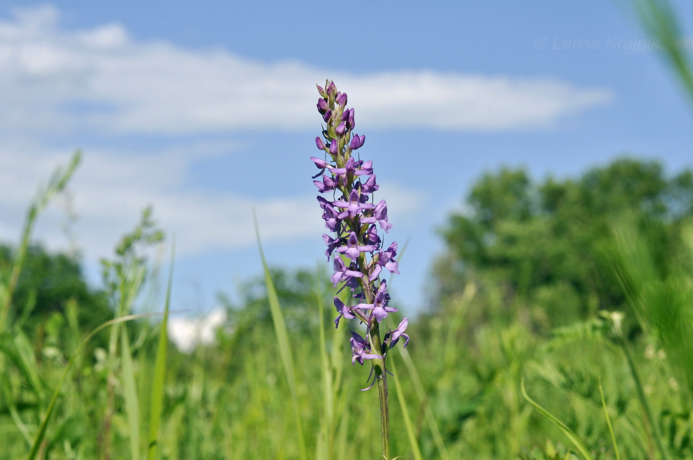 Изображение особи Gymnadenia conopsea.