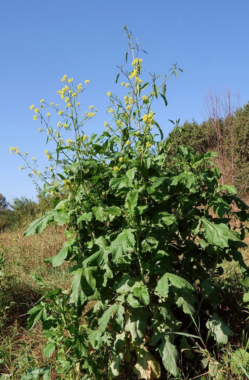 Изображение особи Brassica nigra.