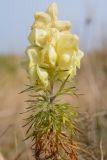 Aconitum confertiflorum. Верхушка цветущего растения. Адыгея, Кавказский биосферный заповедник, плато Лаго-Наки, 1990 м н.у.м., субальпийский луг. 17.09.2023.