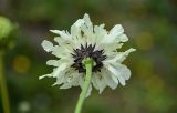 Cephalaria gigantea