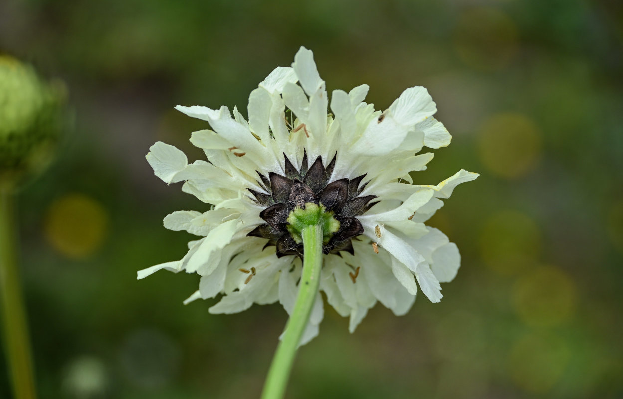 Image of Cephalaria gigantea specimen.